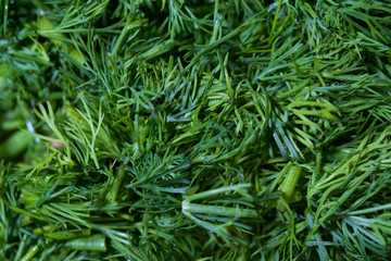 close up of green grass