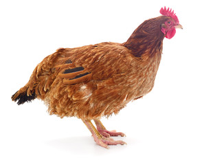 Brown hen isolated.
