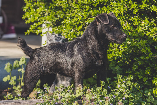 Patterdale Terrier Stock Photo | Adobe Stock