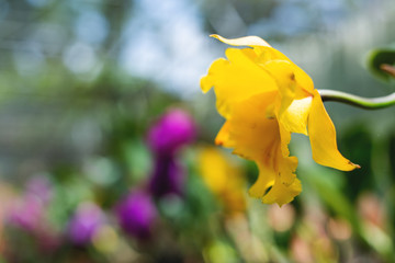 Yellow coloured blooming orchids