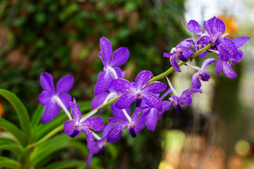 Orchid Purple flowers pink in garden