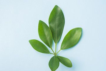 Leaves nature top view, Flat Lay on blue background