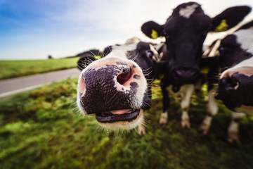 Kuh Schnauze Vieh Rind Weitwinkel
