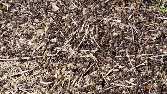 les fourmis sont sur la fourmili&egrave;re