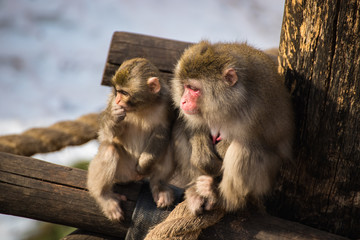 Japanese macaques are very hardy and extremely intelligent.