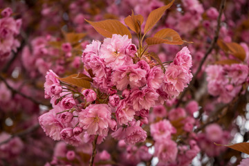 Cherry blossoms in Paris