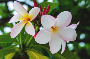 plumeria flowers