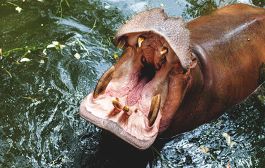rhinoceros with open mouth