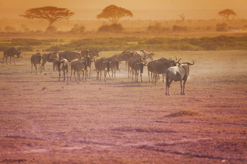 Fototapeta na wymiar Kenyan savanna landscape with herd of wildebeests
