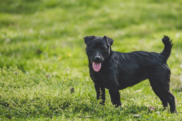 Patterdale Terrier - Room for titles