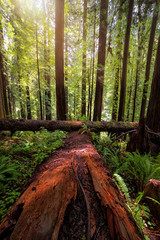Redwood Forest Landscape in Beautiful Northern California