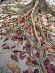 The roots of a tropical tree. Koh Phangan. Thailand.