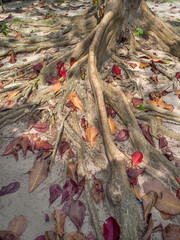 The roots of a tropical tree. Koh Phangan. Thailand.