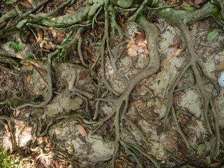 The roots of a tropical tree. Koh Phangan. Thailand.