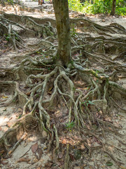 The roots of a tropical tree. Koh Phangan. Thailand.