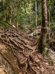 The roots of a tropical tree. Koh Phangan. Thailand.