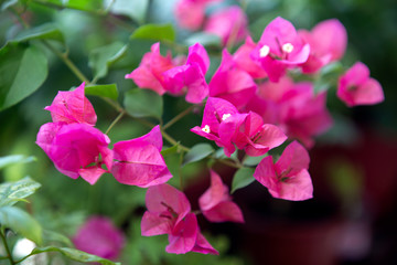 Pink blooming Bougainvillea flower. texture and background. Shallow DOW