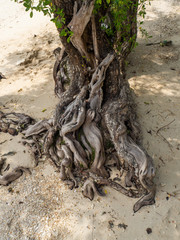 The roots of a tropical tree. Koh Phangan. Thailand.