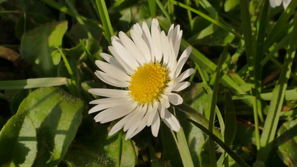 daisy (bellis perennis) in english garden, spring time, with grass © Howard