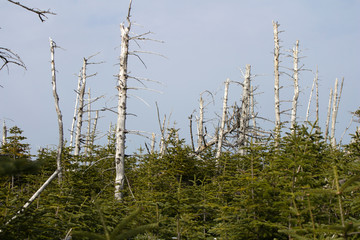 Old and New Trees