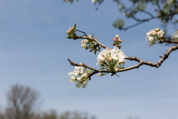 Spring blossoms