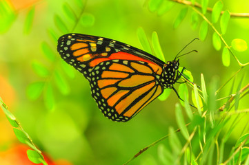 butterfly on flower