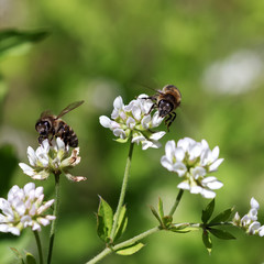 Insects in their natural habitat -forest,parks, close-up...