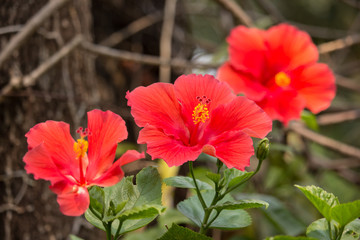 Close up of red Hibiscus rosa-sinensis