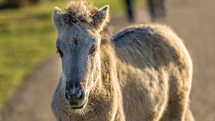 Fototapeta premium Beautiful yellow-grey horse standing in the sun and looking into the camera on a country road next to a meadow in a national park in Belgium