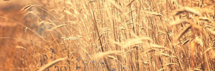 Sunny golden wheat field, ears of wheat close up background