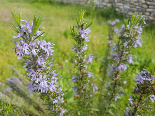 rosemary branch flowers in spirng