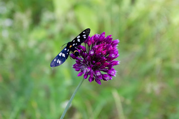 Insects in their natural habitat -forest,parks, close-up...