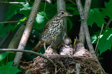 Song Thrush (Turdus philomelos).