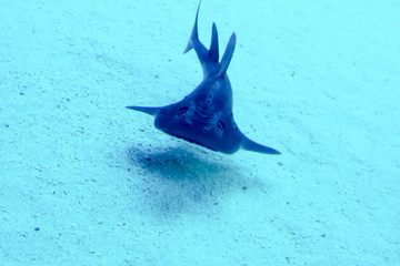 Blurry photo of a large sea aquarium with different sale water fishes and coral reefs