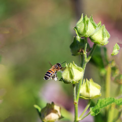 Insects in their natural habitat -forest,parks, close-up...