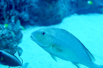 Fototapeta premium Blurry photo of a large sea aquarium with different sale water fishes and coral reefs