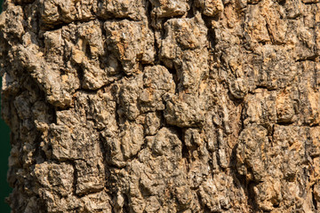 Cluse up of Indian cork tree
