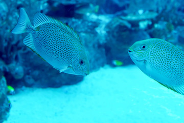 Obraz premium Blurry photo of a large sea aquarium with different sale water fishes and coral reefs