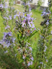 rosemary branch flowers in spirng