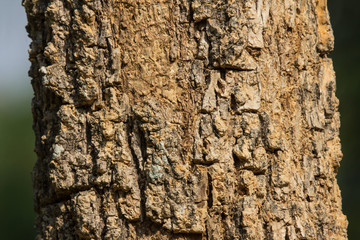 Cluse up of Indian cork tree