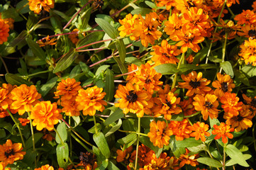 Zinnia angustifolia orange king orange flowers 