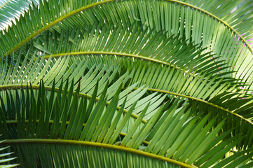 Cycas revoluta palm japanese sago palm background