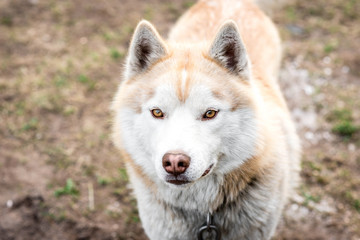 Obraz premium Portrait of brown husky dog on grass in early spring. 