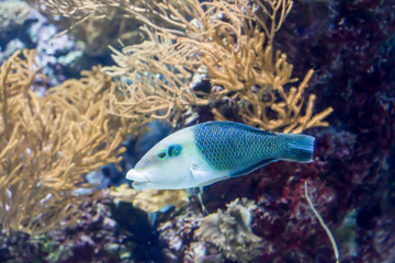 Naklejka na ściany i meble Blurry photo of a Thicklip Wrasse.Hemigymnus melapterus in a sea aquarium