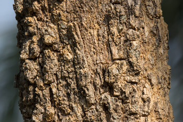 Cluse up of Indian cork tree