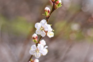 branch with beautiful white apricot flowers and buds. Beautiful nature scene with spring blooming tree. Spring seasonal blooming cherry tree with blurred background. Springtime gentle flower