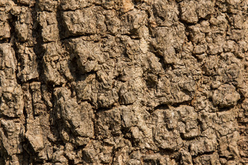 Cluse up of Indian cork tree