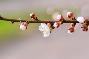 branch with beautiful white apricot flowers and buds. Beautiful nature scene with spring blooming tree. Spring seasonal blooming cherry tree with blurred background. Springtime gentle flower