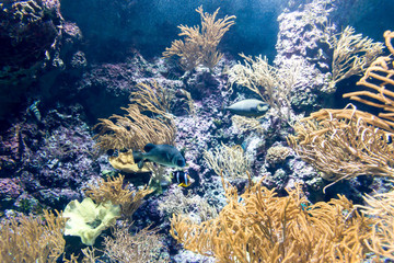 Blurry photo of different fishes and coral reefs in a sea aquarium