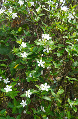 Wrightia antidysenterica or coral swirl or tellicherry bark shrub